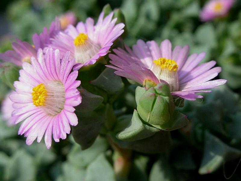 Oscularia deltoides (pianta coltivata)